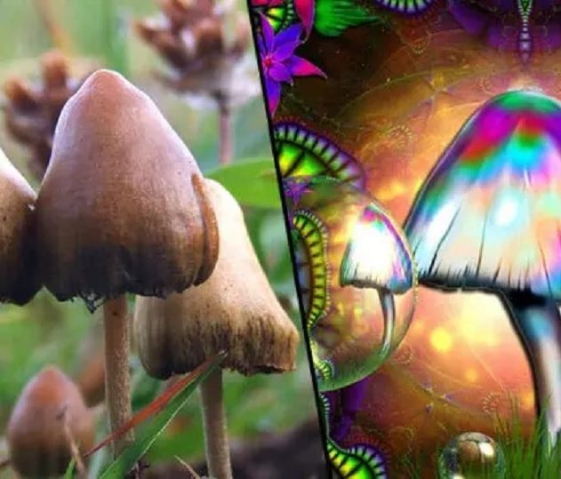 champignons hallucinogenes capacites cognitives
