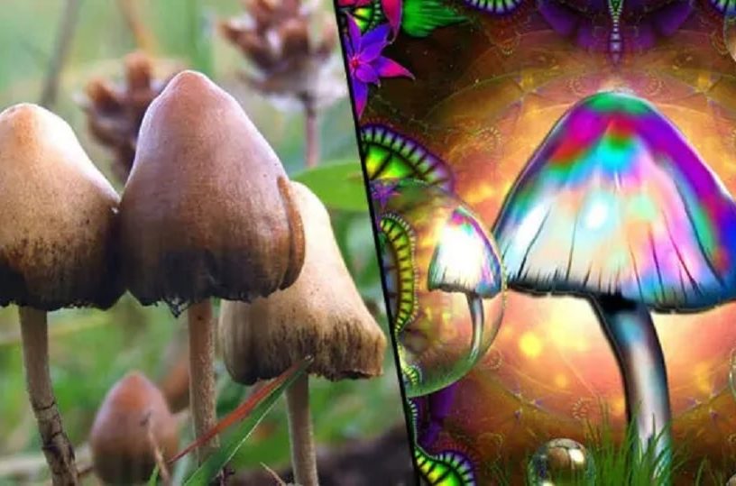 champignons hallucinogenes capacites cognitives