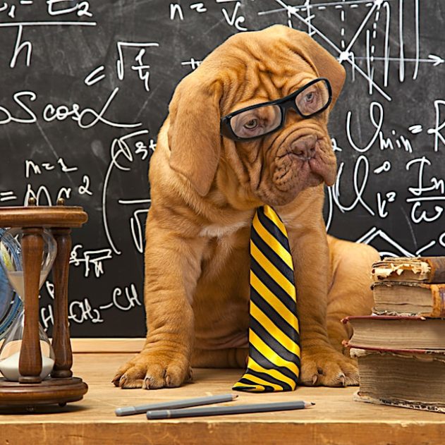 chiens comprehension langage