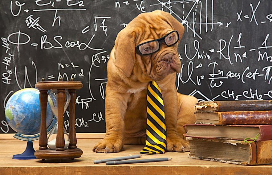 chiens comprehension langage