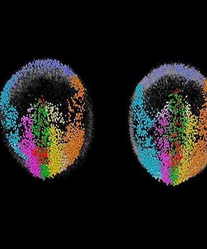 developpement embryon souris microscope