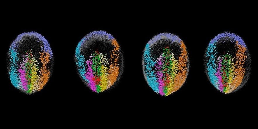 developpement embryon souris microscope