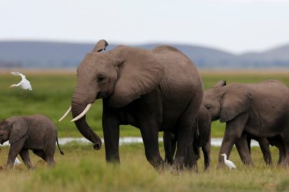 extinction mammiferes biodiversite elephant