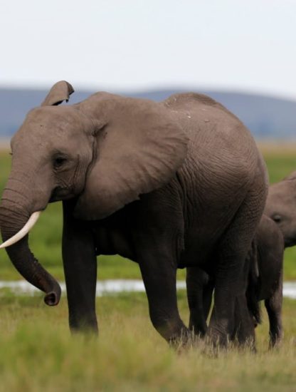 extinction mammiferes biodiversite elephant