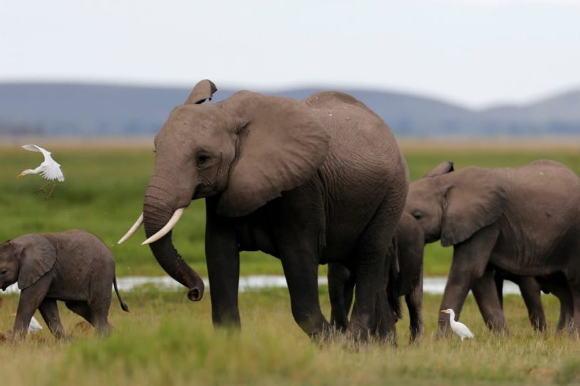 extinction mammiferes biodiversite elephant