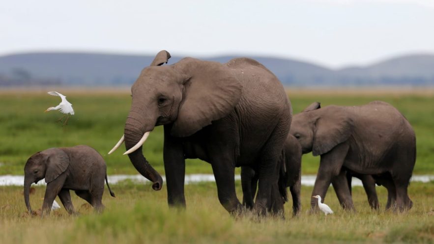 extinction mammiferes biodiversite elephant