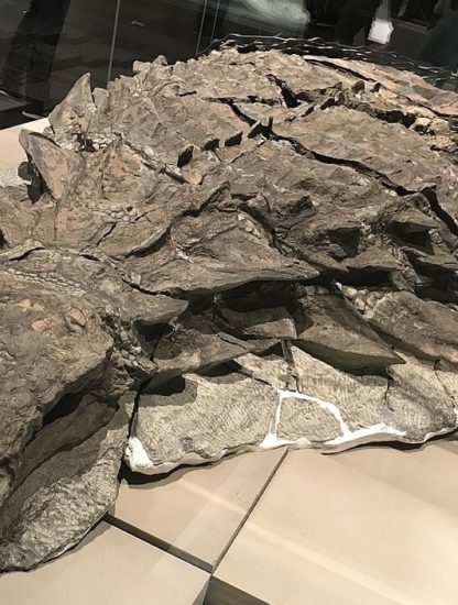 fossiles palontologie dinosaure borealopelta