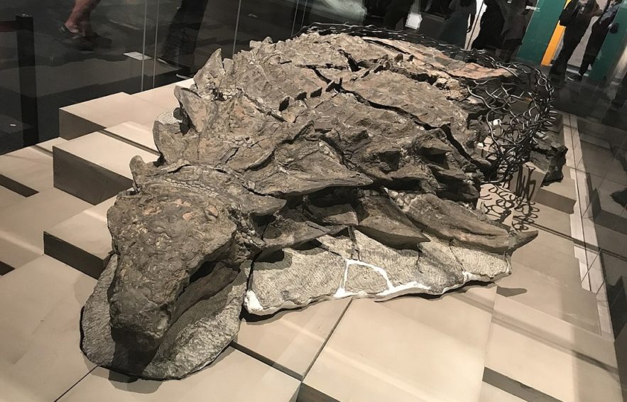 fossiles palontologie dinosaure borealopelta