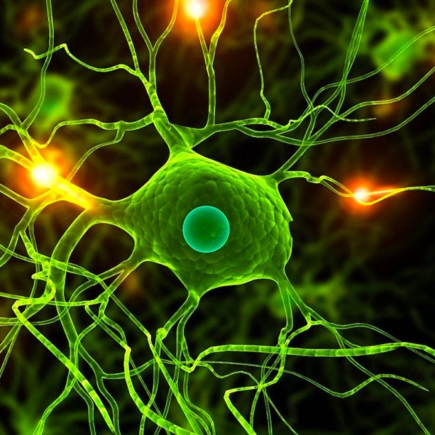neurone structure humain