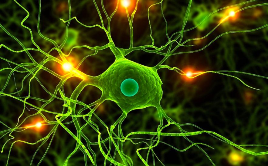 neurone structure humain