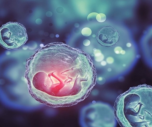 ovule humain cellules souches