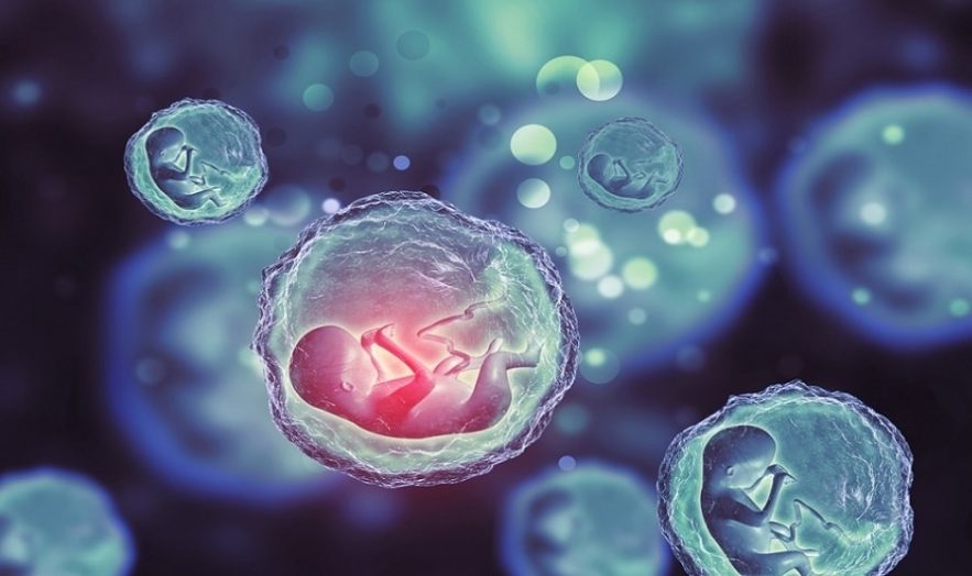 ovule humain cellules souches