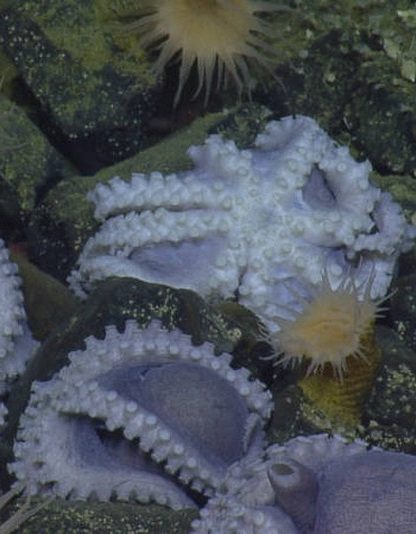 pieuvre amas poulpe couvee couvaison eau profonde decouverte nautilus hercules