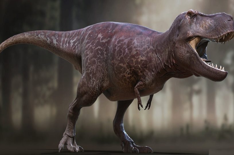 reconstruction dinosaure trex
