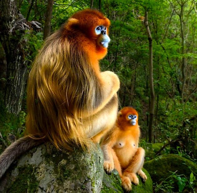 singes rhinopitheques concours wildlife