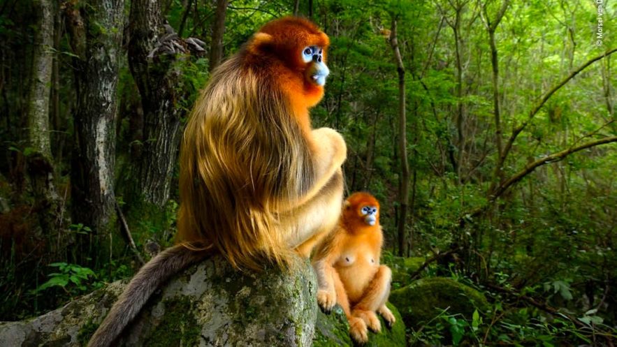 singes rhinopitheques concours wildlife