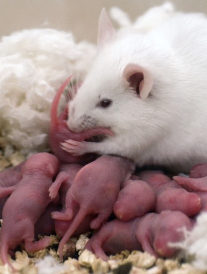 souris deux meres fecondation