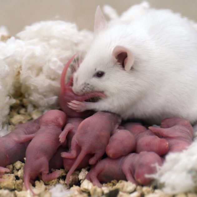 souris deux meres fecondation