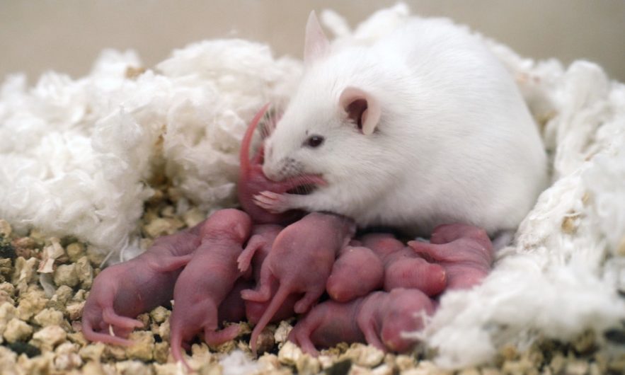 souris deux meres fecondation