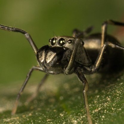 araignées toxeus magnus allaitement