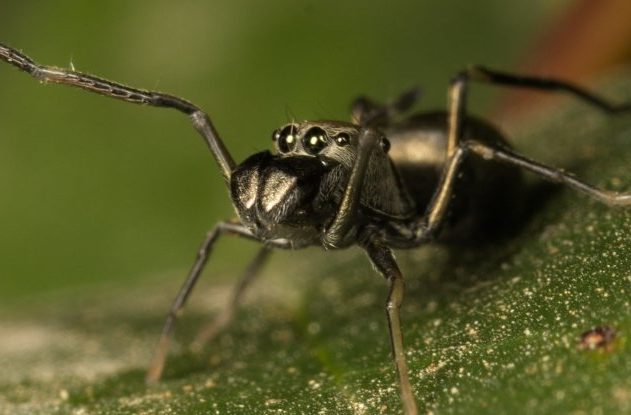 araignées toxeus magnus allaitement