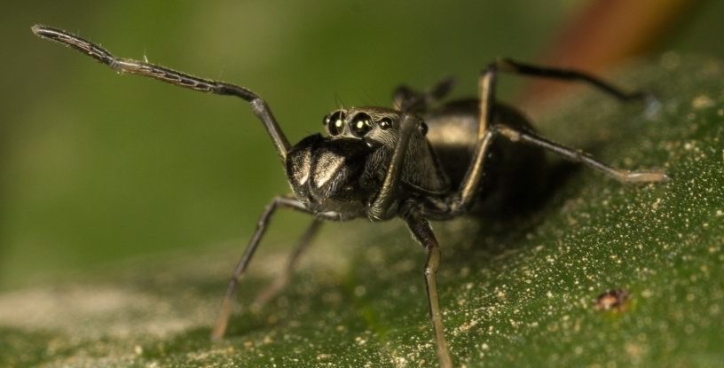 araignées toxeus magnus allaitement