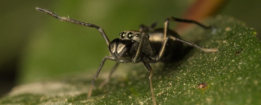 araignées toxeus magnus allaitement
