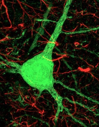 cellules astrocytes neurones reprogrammees