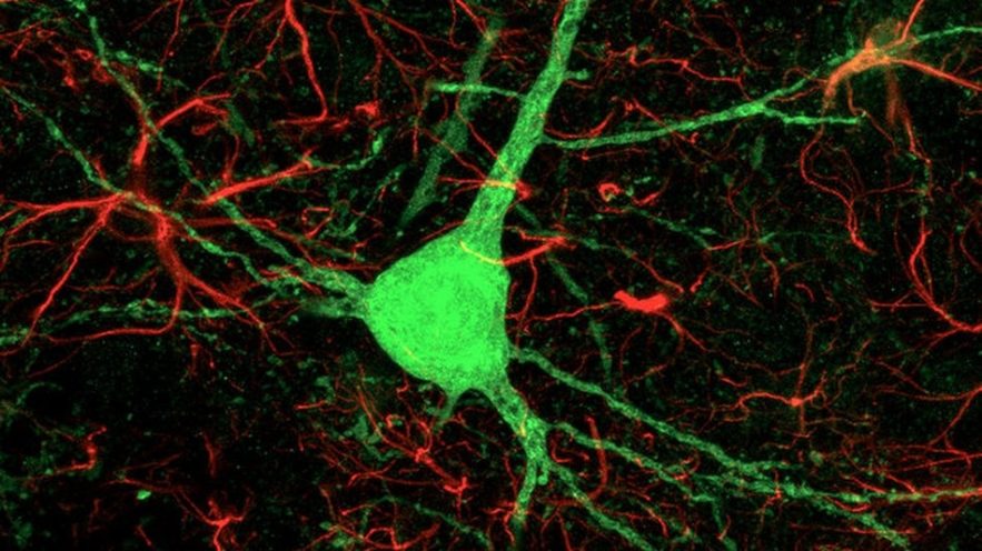 cellules astrocytes neurones reprogrammees