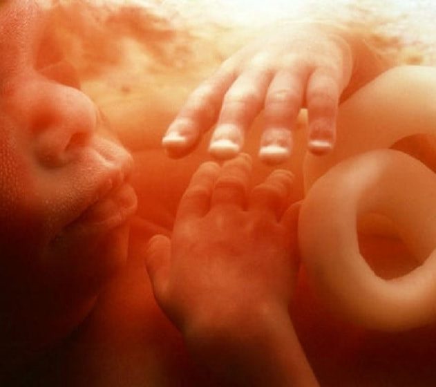 cooperation immunitaire foetus mere
