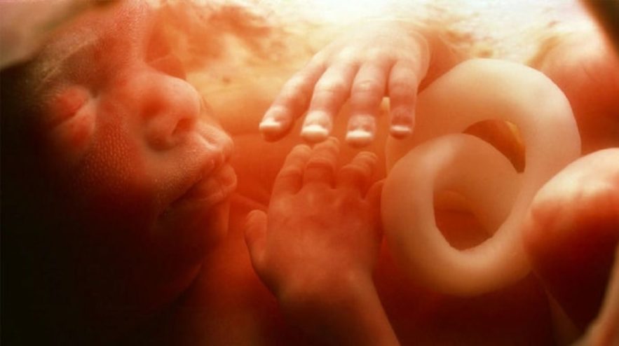 cooperation immunitaire foetus mere