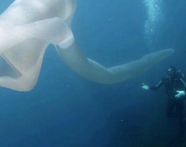 creature sous marine ocean nouvelle zelande plongeur pyrosome