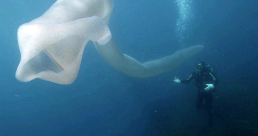 creature sous marine ocean nouvelle zelande plongeur pyrosome