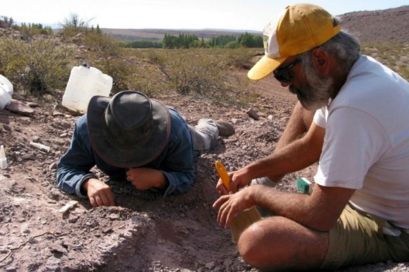 decouverte dinosaure herbivore