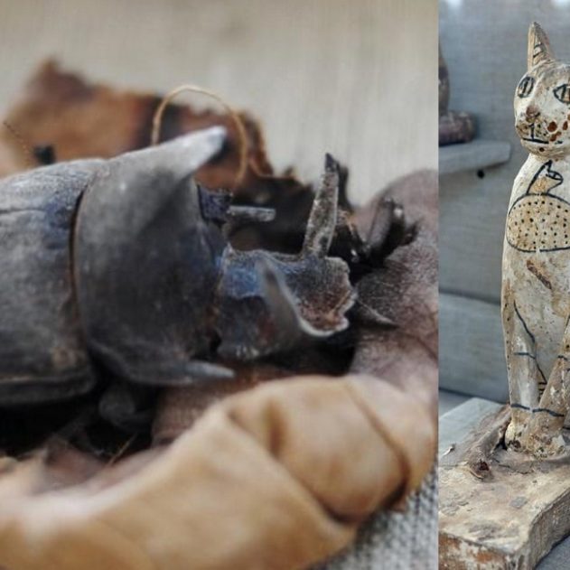 decouver sarcophage tombe egypte egyptienne chat scarabee momie