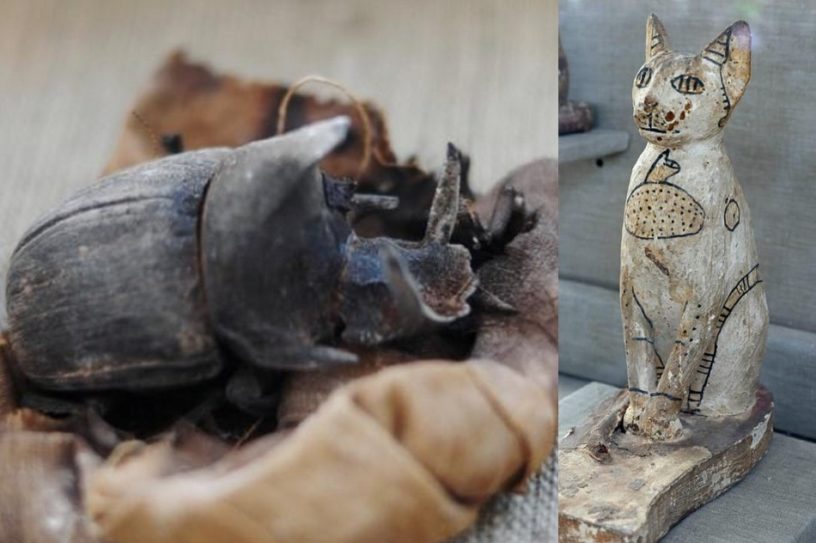 decouver sarcophage tombe egypte egyptienne chat scarabee momie