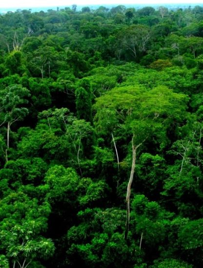 foret amazonienne poumon planete