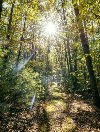 foret decouverte virus geant us microbe