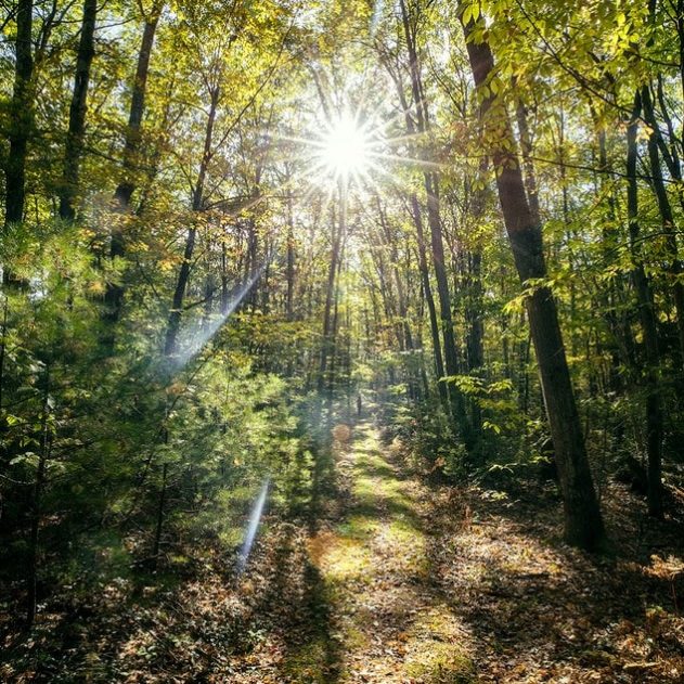 foret decouverte virus geant us microbe
