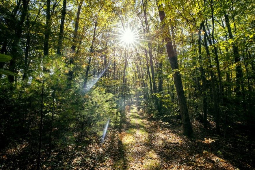 foret decouverte virus geant us microbe