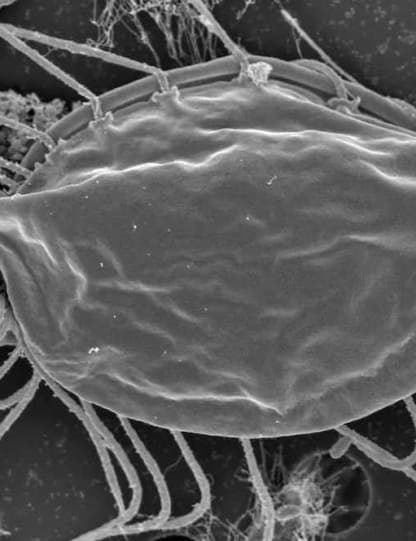 hemimastigote regne vivant