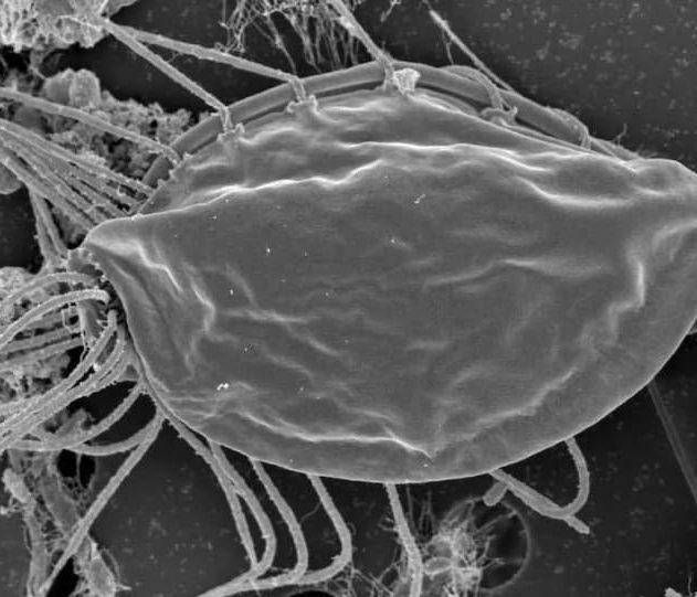 hemimastigote regne vivant