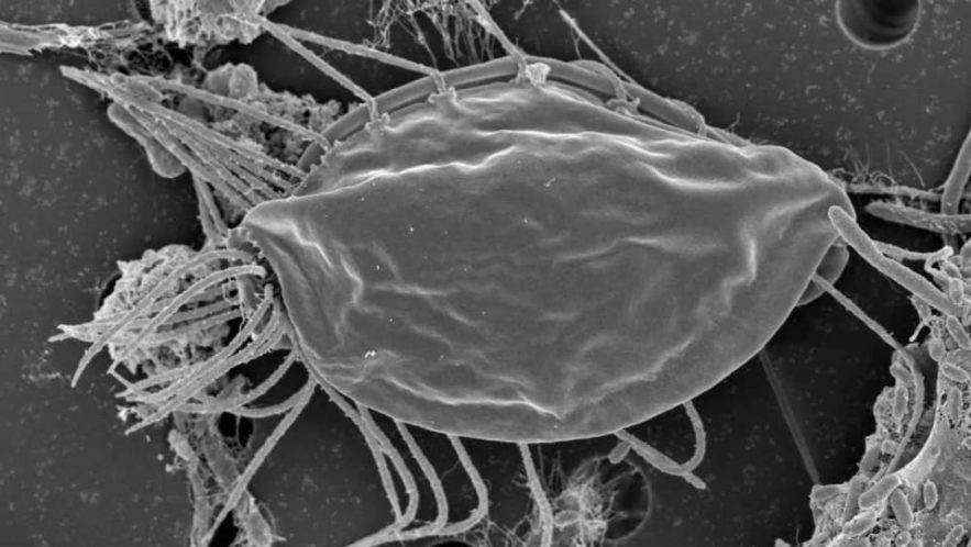hemimastigote regne vivant