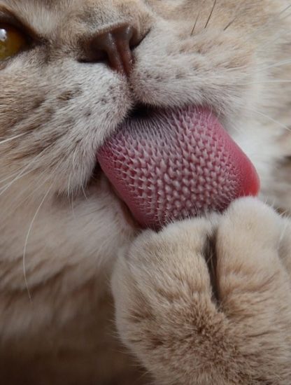langue papilles chat