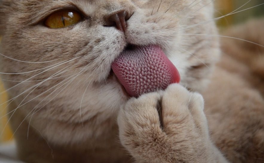 langue papilles chat