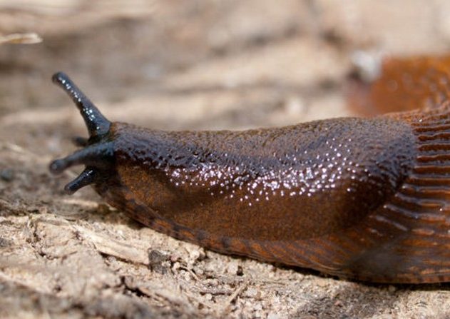 limace escargot manger danger