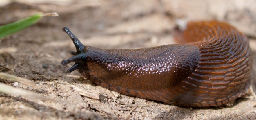 limace escargot manger danger