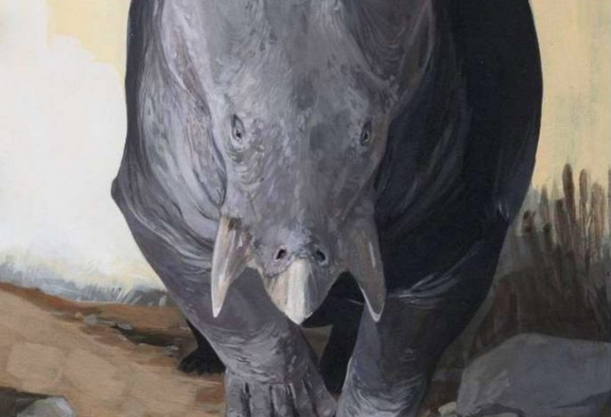 mammifere herbivore geant decouverte animal cousin humain