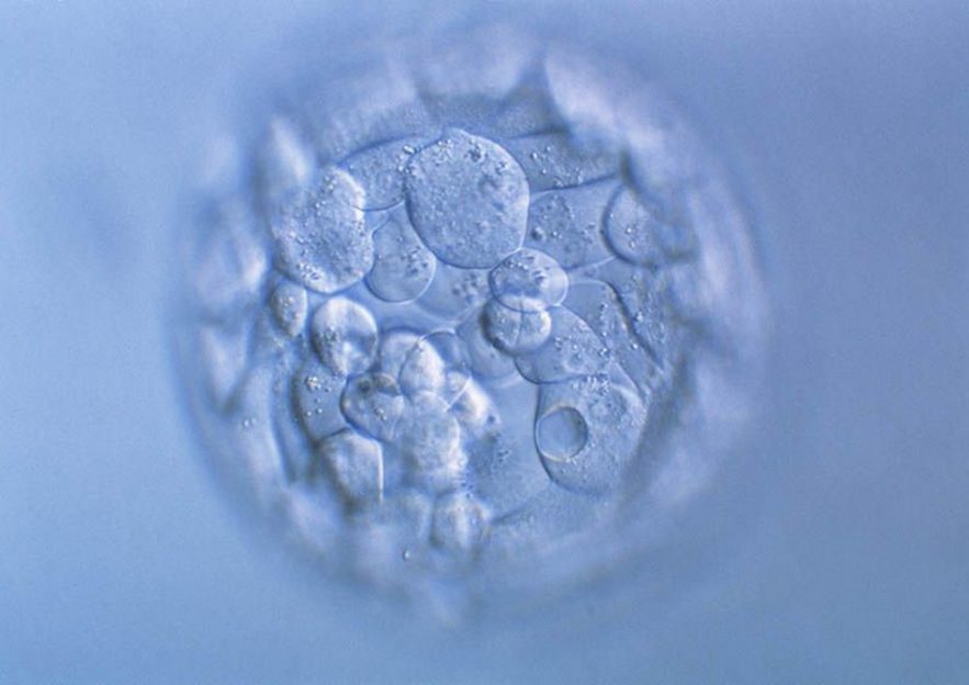 modification embryon bebe genetique genetiquement genes crispr crispr-cas9