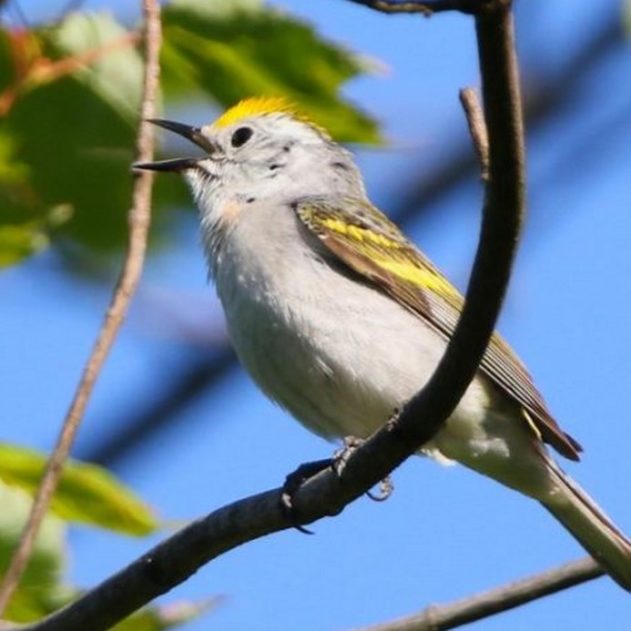 triple oiseau hybride
